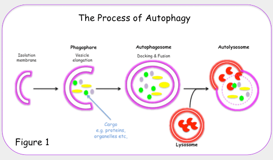process-of-autophagy