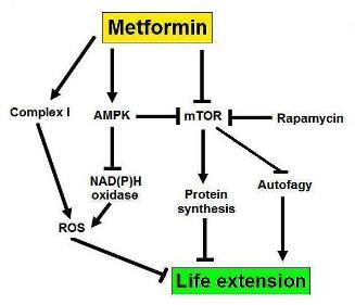 signalization-pathways-of-metformin