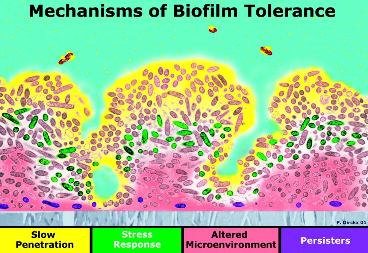 biofimlantibioticresistance
