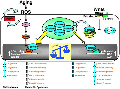 anti aging tűzfal kiegészítők a memória dha epa kiegészítő az öregedés ellen