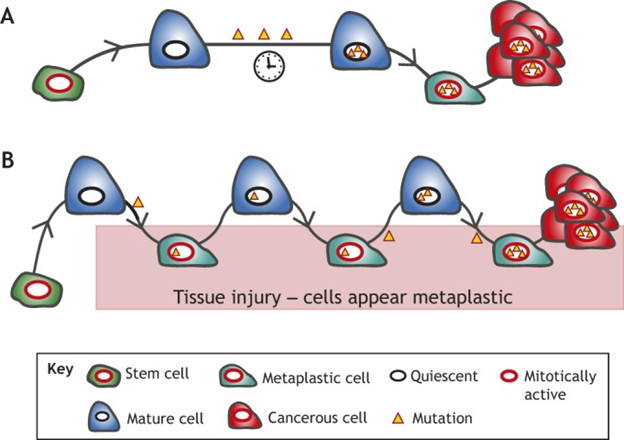 AGING, CELL AND TISSUE REPAIR, RENEWAL AND REGENERATION, INFLAMMATION