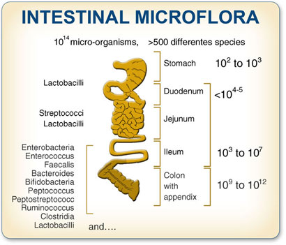 Irritable bowel syndrome (IBS), Gut microbiota and probiotics