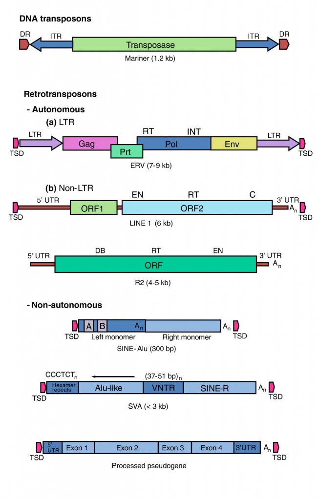Transposable DNA elements –- Part 2: The Self-copy Machines in Your ...